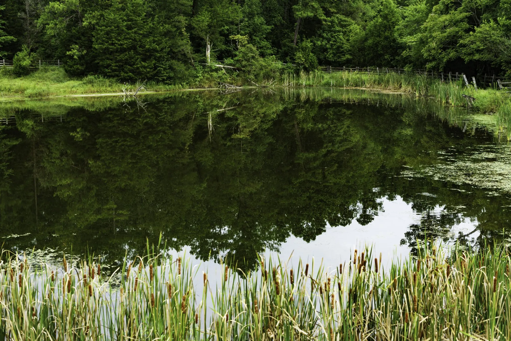 Pond water
