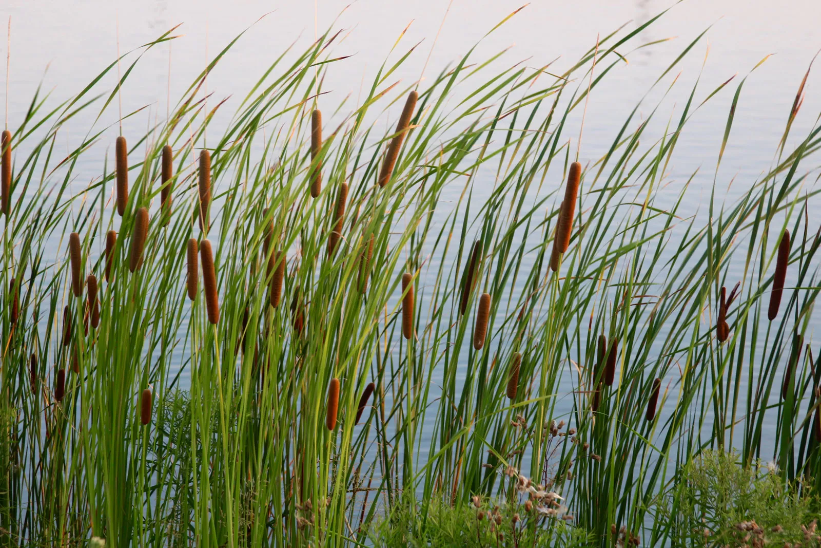 Cattails