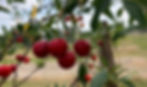 998B709F-8F03-4234-93F9-6113A0A97DC2_edited.jpg