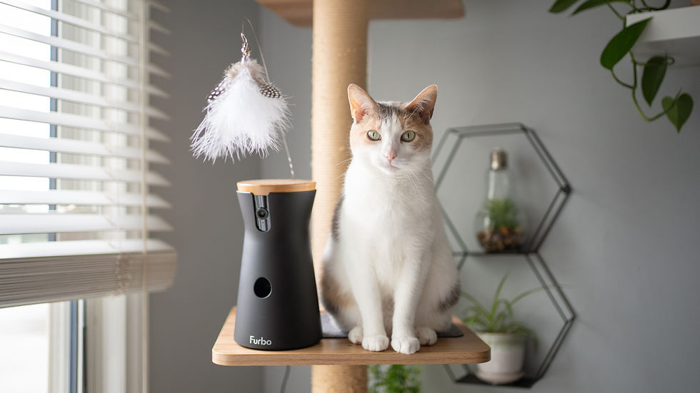 Calico cat sitting on a cat tree beside a Furbo 360 pet camera and feather toy near a sunny window.