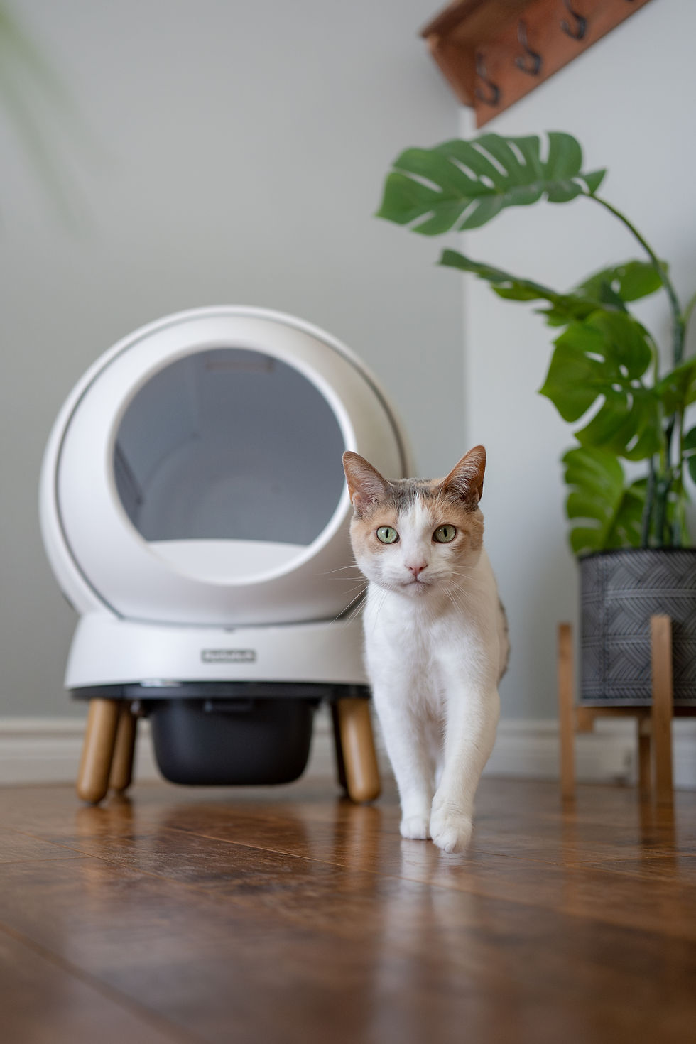 Calico cat walking confidently in front of a white PetSafe automatic litter box in a cozy home interior.