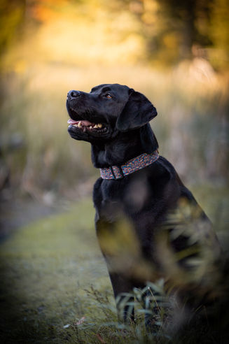 Black Labdrador Retriever