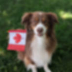 Australian Shepherd dog holding a small Canadian flag in its mouth while sitting on green grass, celebrating Canadian pride as a pet influencer