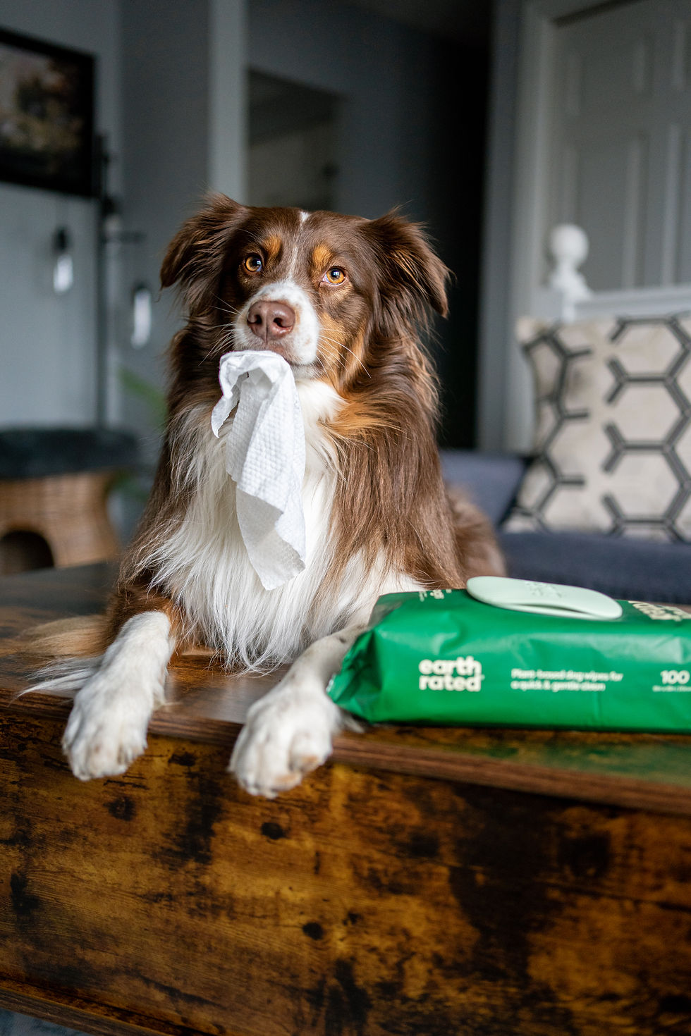 Brown tri-color Australian Shepherd holding a wipe in its mouth next to a pack of Earth Rated pet wipes on a wooden coffee table.