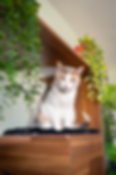 Olive the cat sitting on the top shelf of the Clifford Cat Tree Bookshelf from 4CatsNDogs, styled with plants for a modern aesthetic.