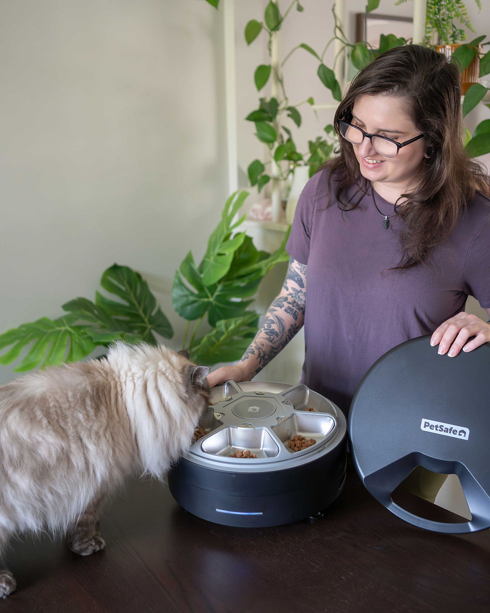 Cat eating from the PetSafe FreshFeed feeder while owner sets up wet food portions.