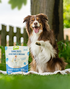 Dog Influencer Widget, smiling with a Big Yellow Bag of soil in the background past collaboration with Nutribites dog treats.