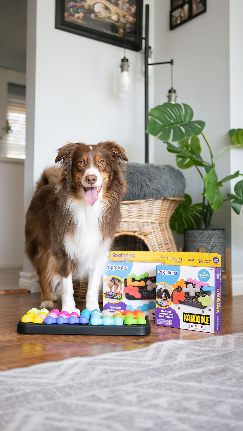 Widget the Mini American Shepherd standing proudly in front of his Brightkins Kanoodle puzzle toy, ready for playtime in a cozy, plant-filled living room.