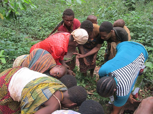 Baka, Bantou women jointly collecting njansang 2.jpg