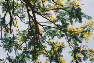 Yellow flamboyan, 35 mm, Saba, 2021