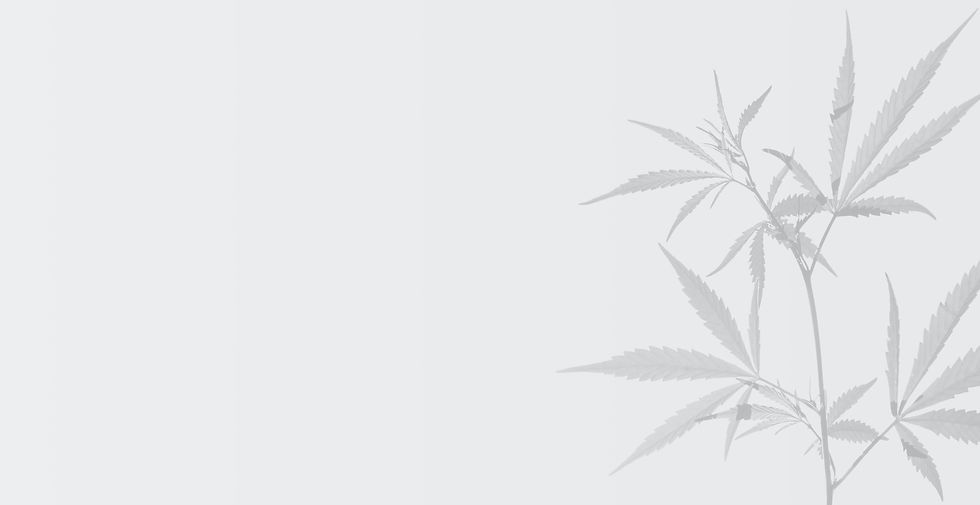 cannabis plant