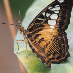 Wings of the Tropics