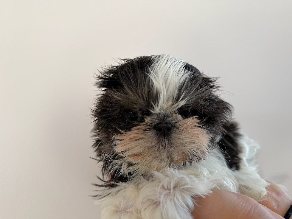Thumbnail: Oreo