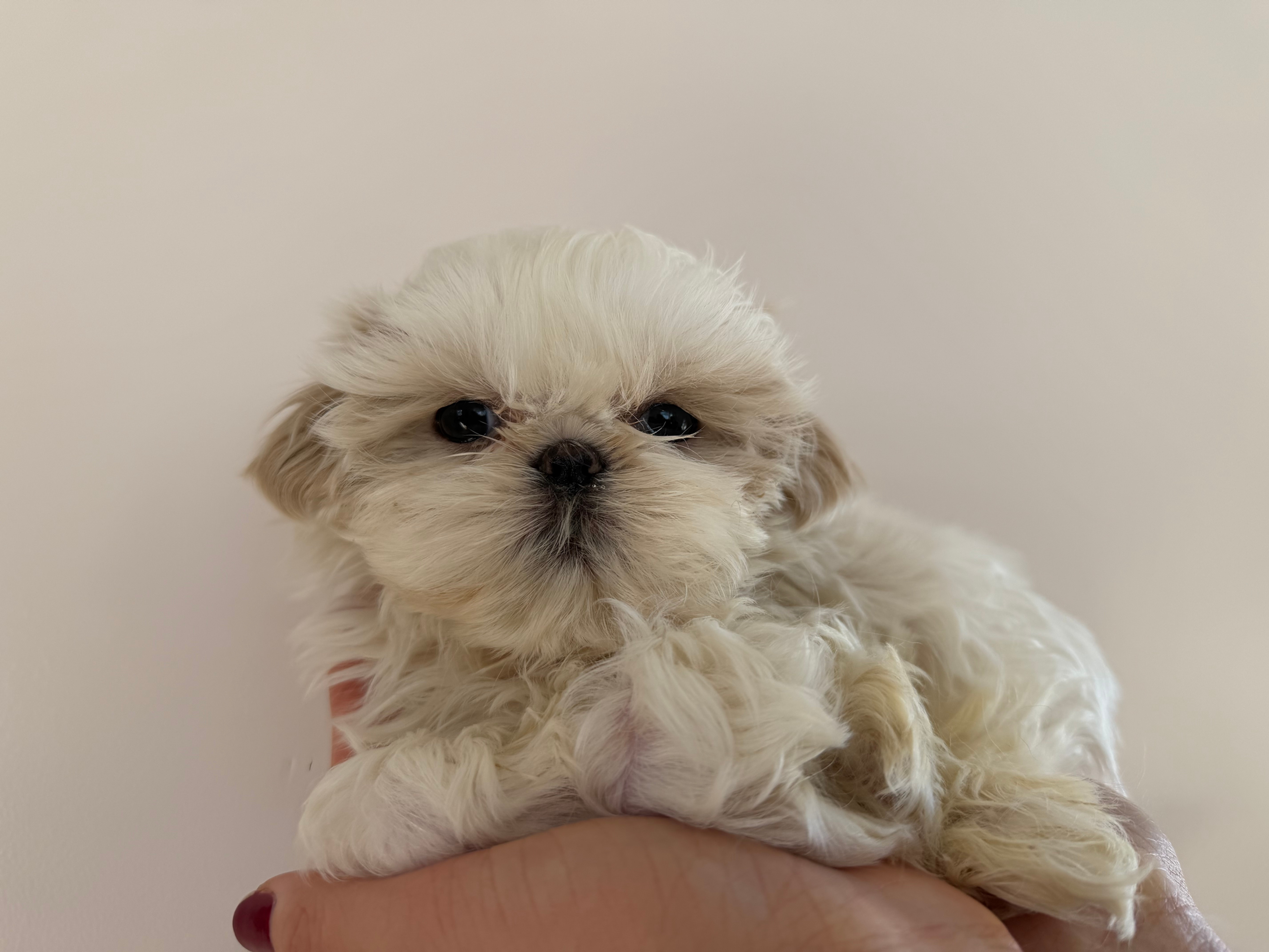 Marshmallow