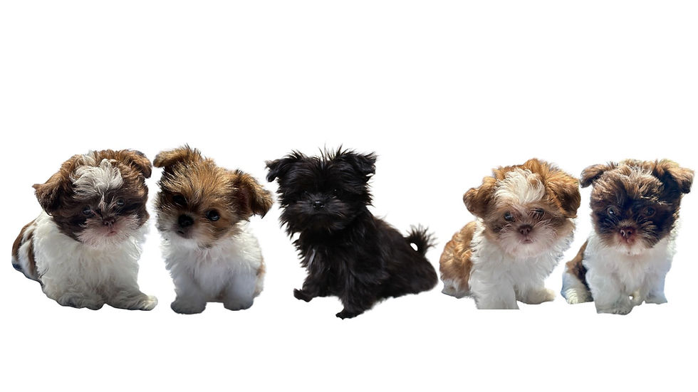 rectangle dog insta.jpg