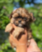 Thumbnail: Snickers