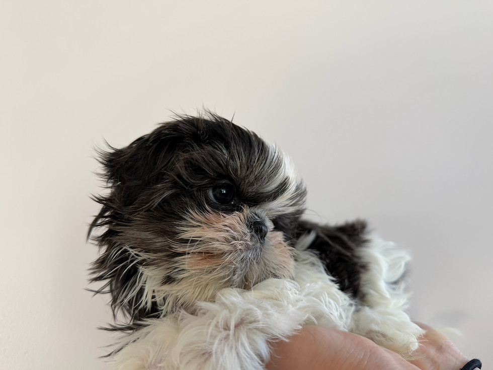Thumbnail: Oreo