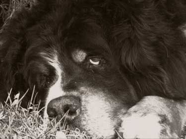 Bernese-12-years-Gaston.jpg