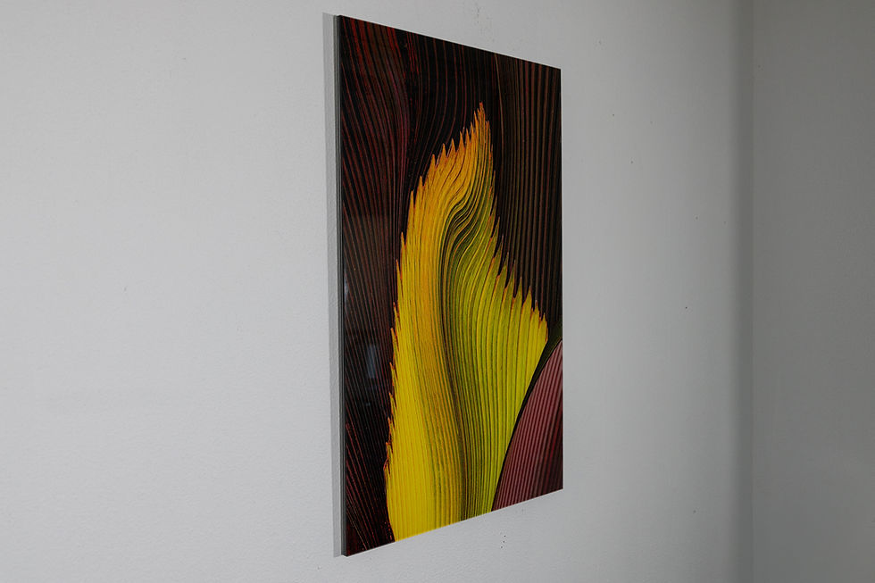 Thumbnail: Flaming Fronds | Michael Poore
