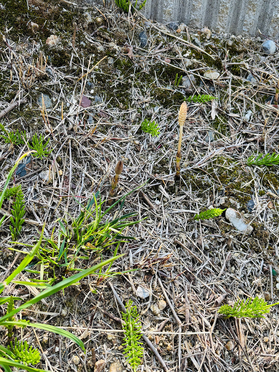 収穫してみました