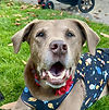 Dog in pajamas smiling