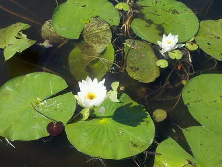 The Scents Of Angling