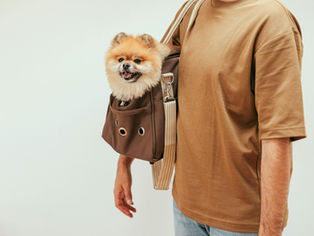 Cómo usar mascotas para lanzar una colección de moda