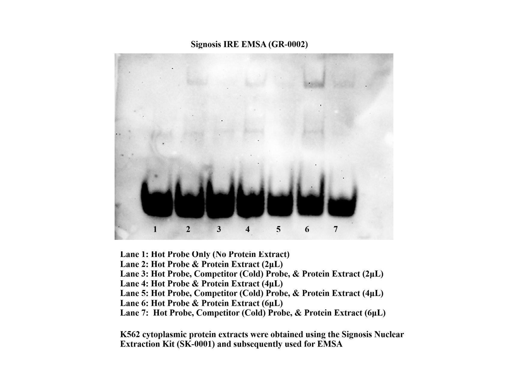 IRP1 RNA EMSA Kit (IRE)