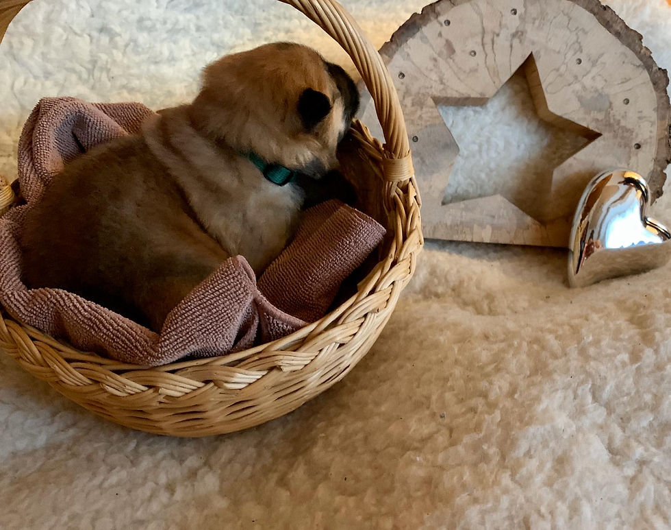 IMG-20191117-WA0010