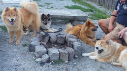 eurasier vom spatzennest