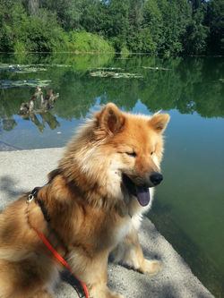 eurasier-vom-spatzennest