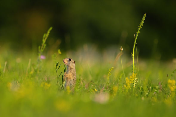 european-ground-squirrel-VF4BHZK-NEW.jpg