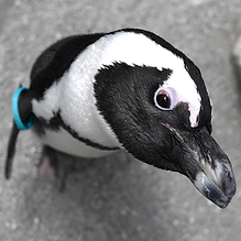 berry-eyeing-camera.png