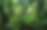 rainforest-blurred.png