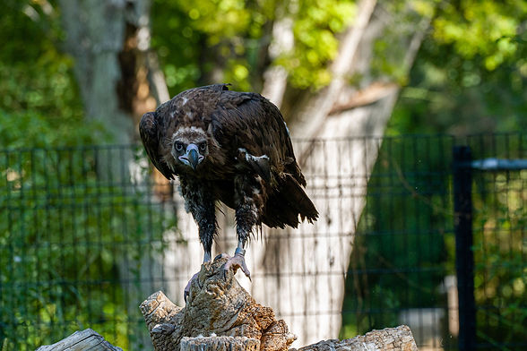 vulture.jpg
