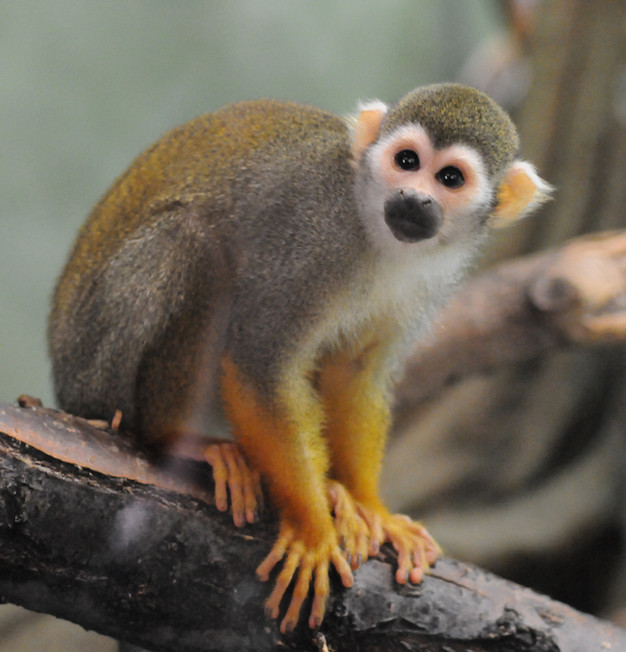 Image result for squirrel monkey