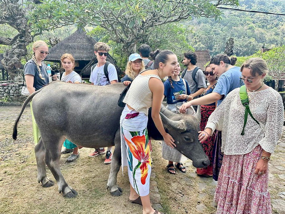 students petting a cow in Bali