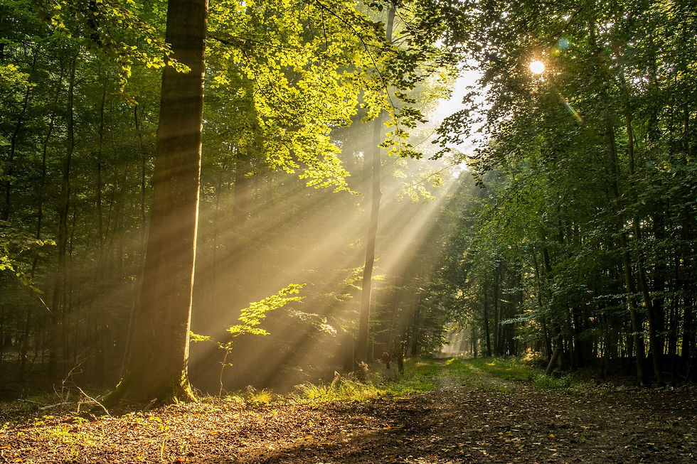 Sunbeams stream through a green forest over a leaf-strewn path, creating a calm morning glow.