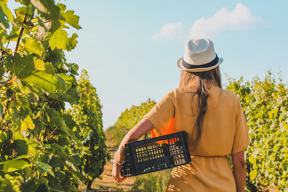 Woman in a straw hat walks through a sunny vineyard carrying a black crate, with green vines and blue sky behind her.