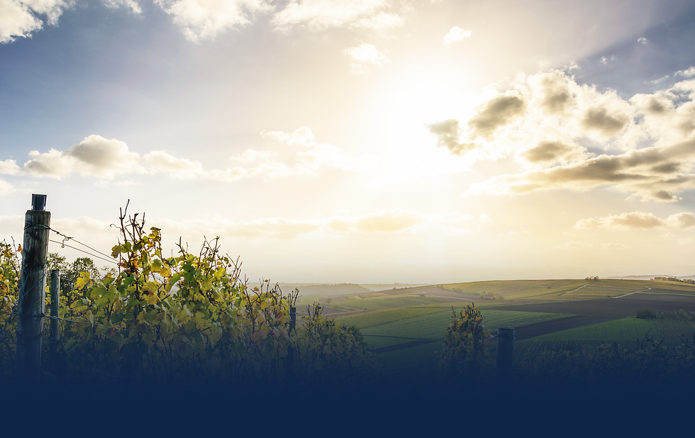 the cas group accounting and cfo advisory