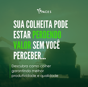 colheita_feijão.png