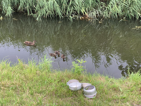 The three curious ducklings