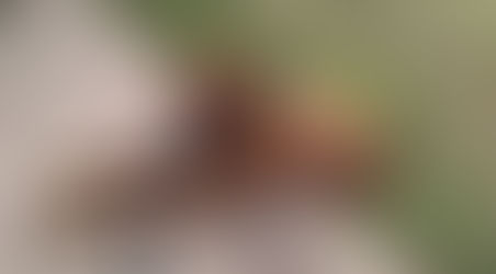 Update on April 2016 litter-14 Weeks old-Here are the most recent pictures....