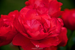 Roses, outside Imperial War Museum, London