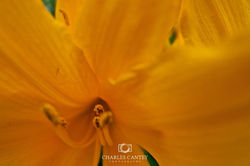 Day Lily, Decatur, GA