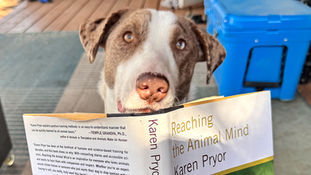 Sputnik Breaks Sound Barrier