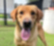 Reign, Service Dog program | Adopted from Sugar Land Animal Services (Brother of Royal)