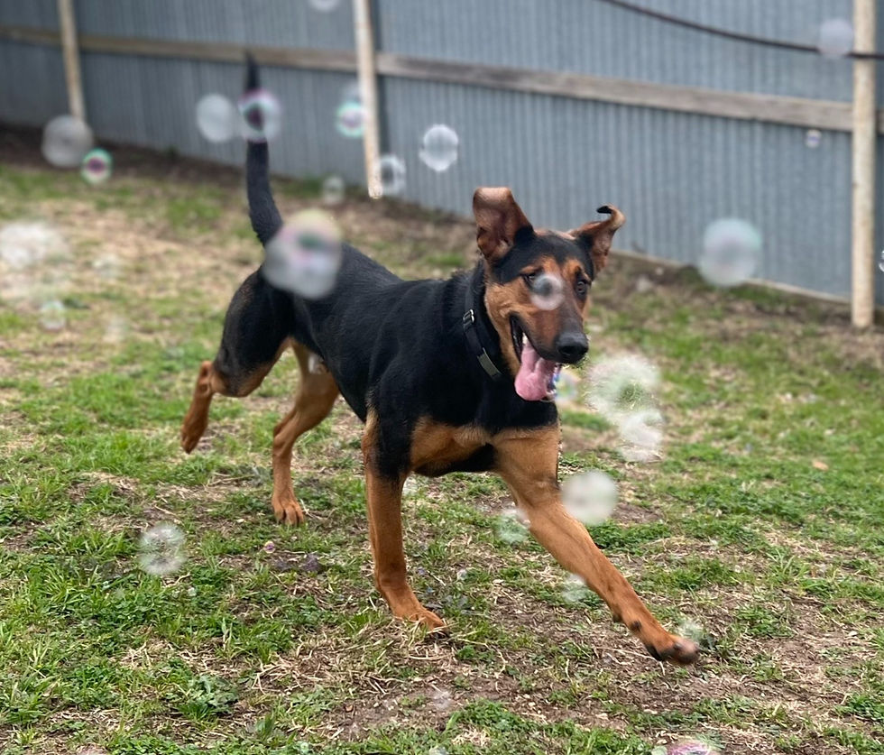 Dog plays with bubbles in a yard