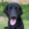 Royal, Service Dog program Adopted from Sugar Land Animal Services (Brother of Reign)