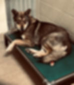 Groove resting, an important part of heartworm treatment